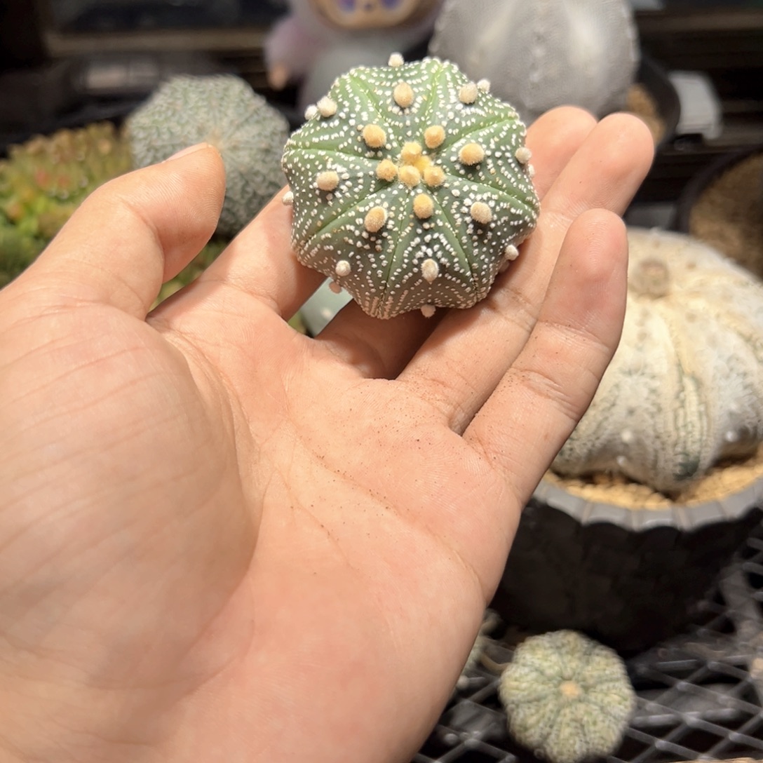 实生海星兜kkkkkkkk