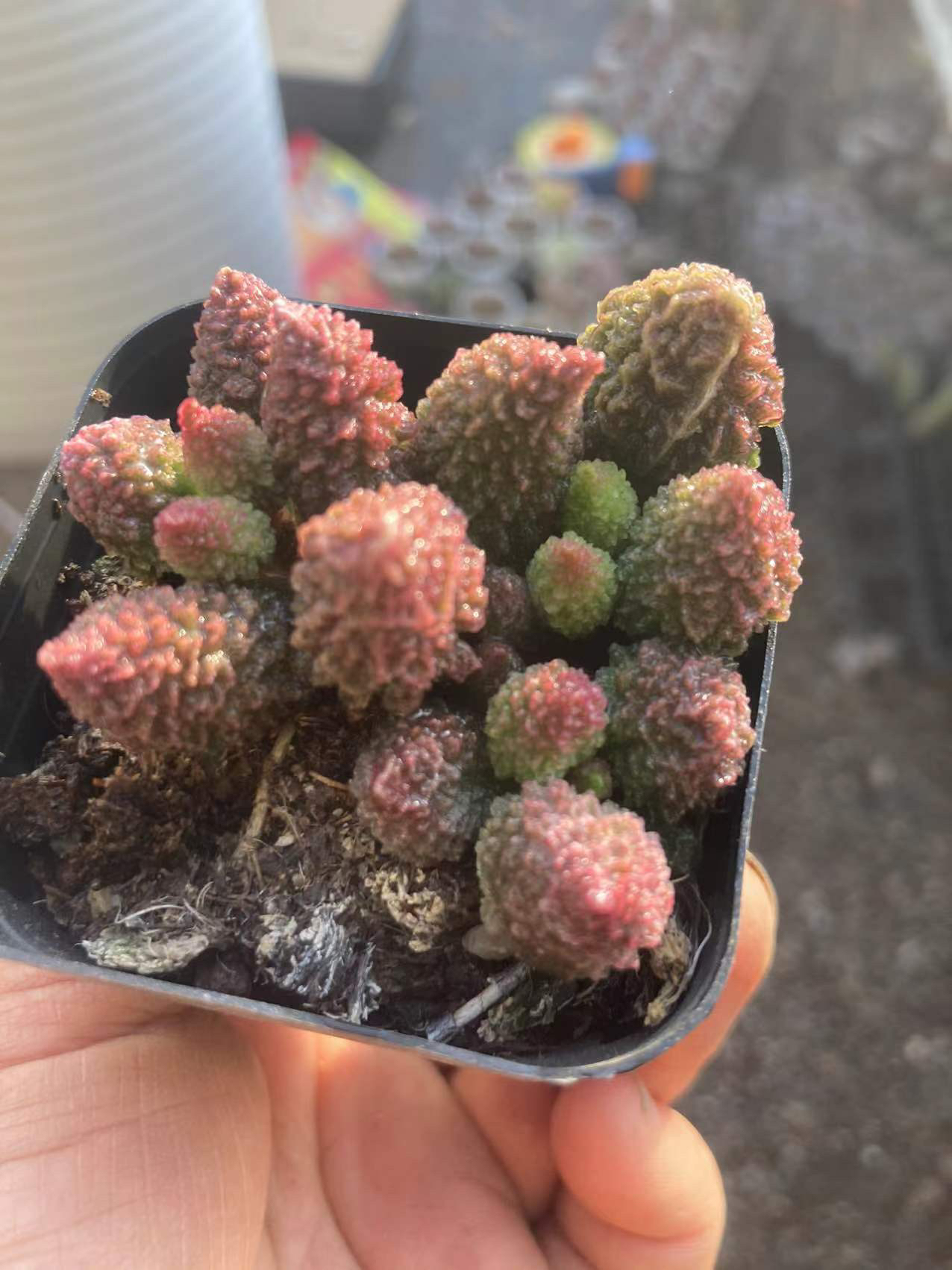 多肉植物朱子玉6.5公分盆十叶片以上发货