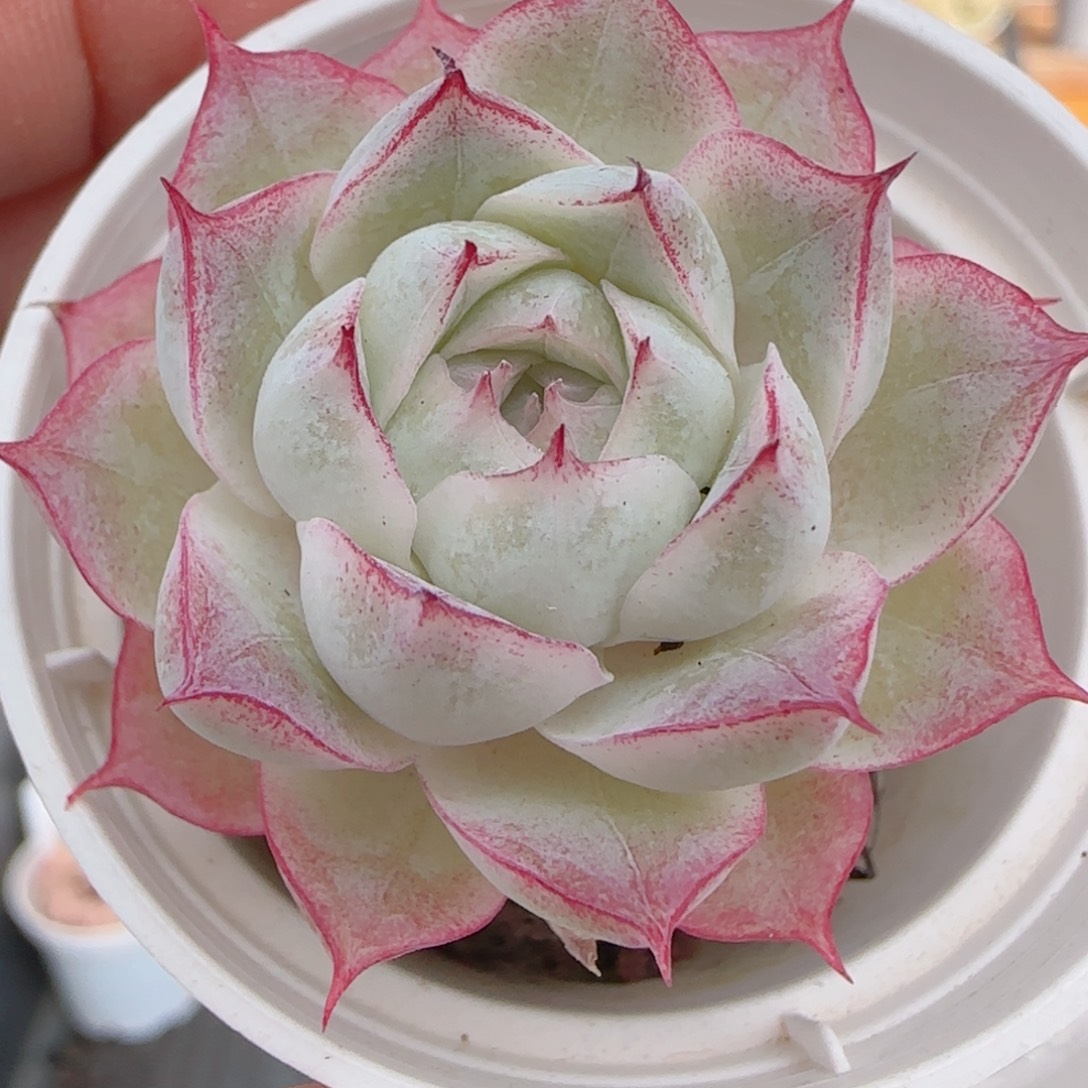 花语多肉1231-116女王