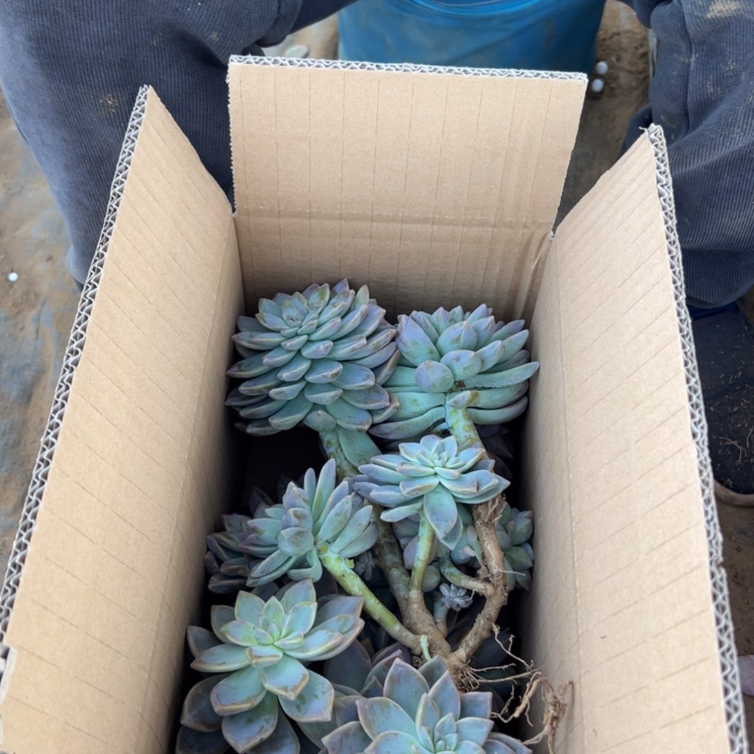 地栽淡雪断枝装箱（包邮不包损）