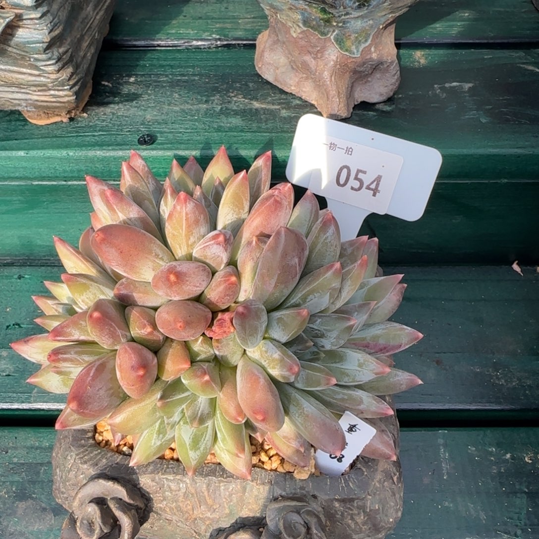 解忧一物一拍054号