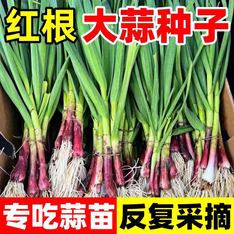 【蒜苗种子】耐热家庭红皮阳台大宽小院盆栽全国四季可种蔬菜种子