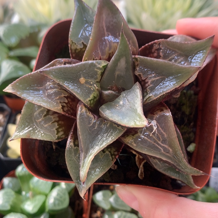 酒吞童子一物一拍