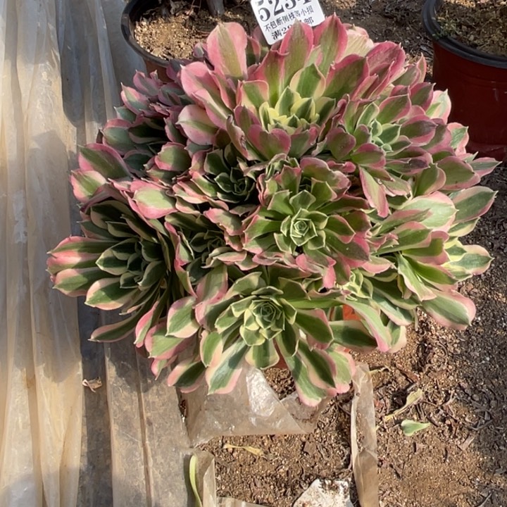 234号白凤多肉植物