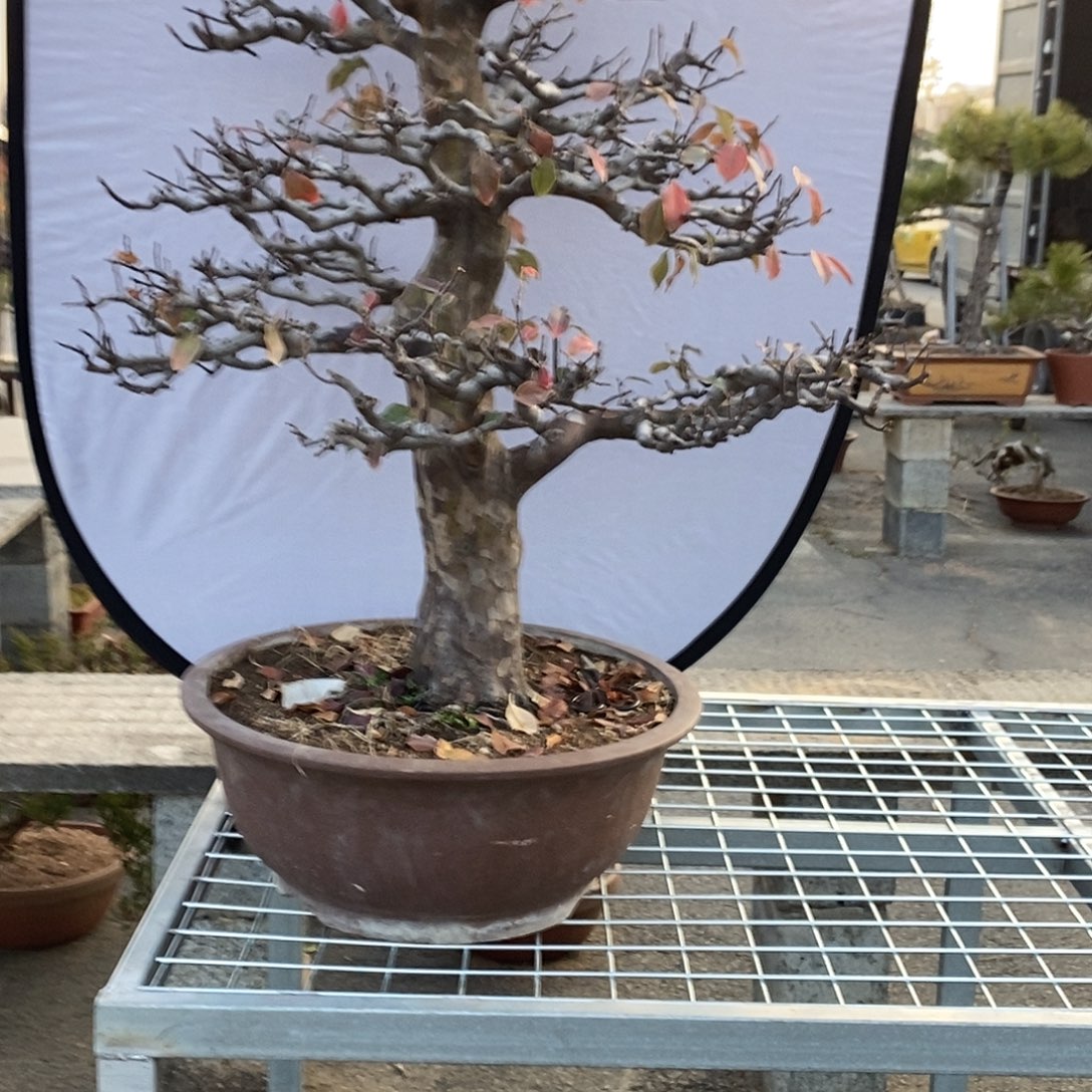 无花朵花梨木瓜沙茶面中出现