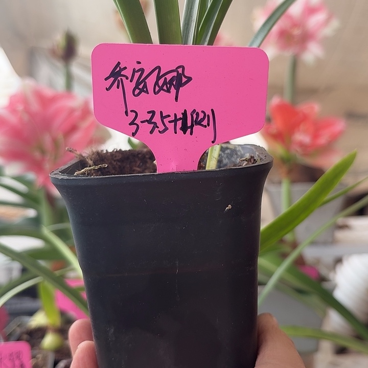 无花朵乔安娜朱顶红直径3.3加侧