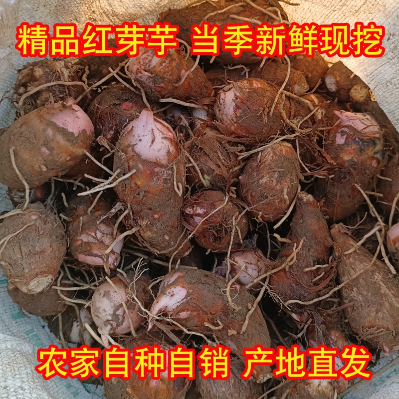 SC广西桂林荔浦红芽芋奶芋芋头仔芋艿槟榔芋荔浦芋香甜粉糯明天达芋泥芋头块包邮到家现挖现发带微微泥土