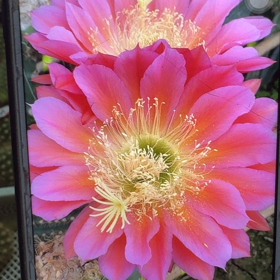 飞碟侧芽5公分毛花柱仙人球