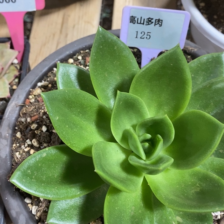 D125- 开播福利 翠花