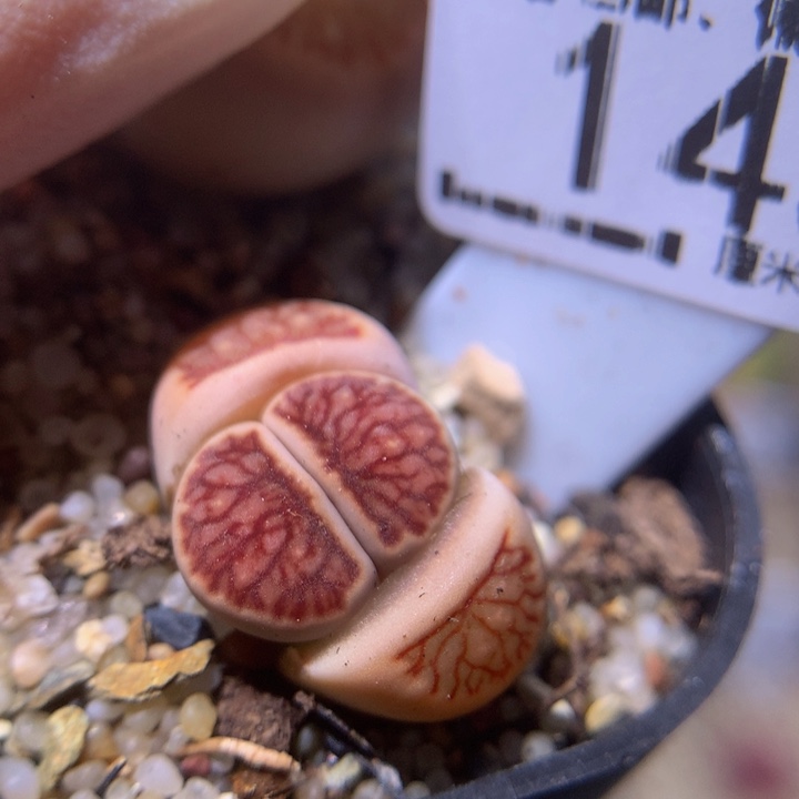 zZ精品生石花145