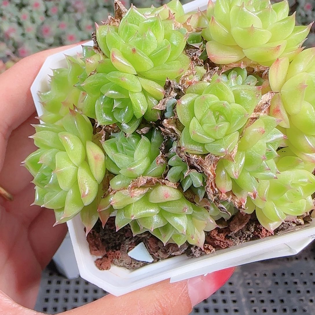 0921-112麦秆优选不包整