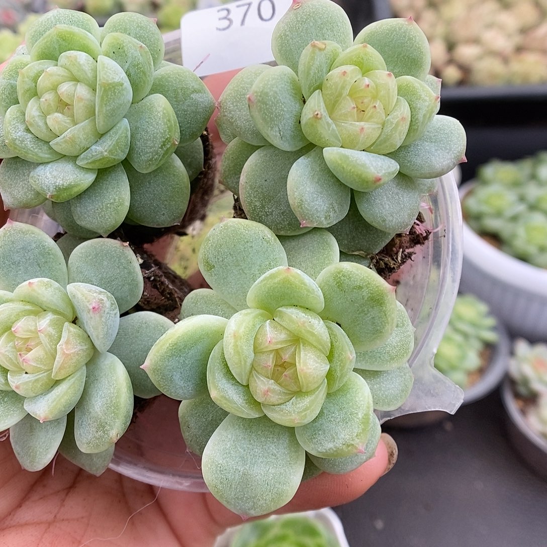 一物一拍一物一拍911-370