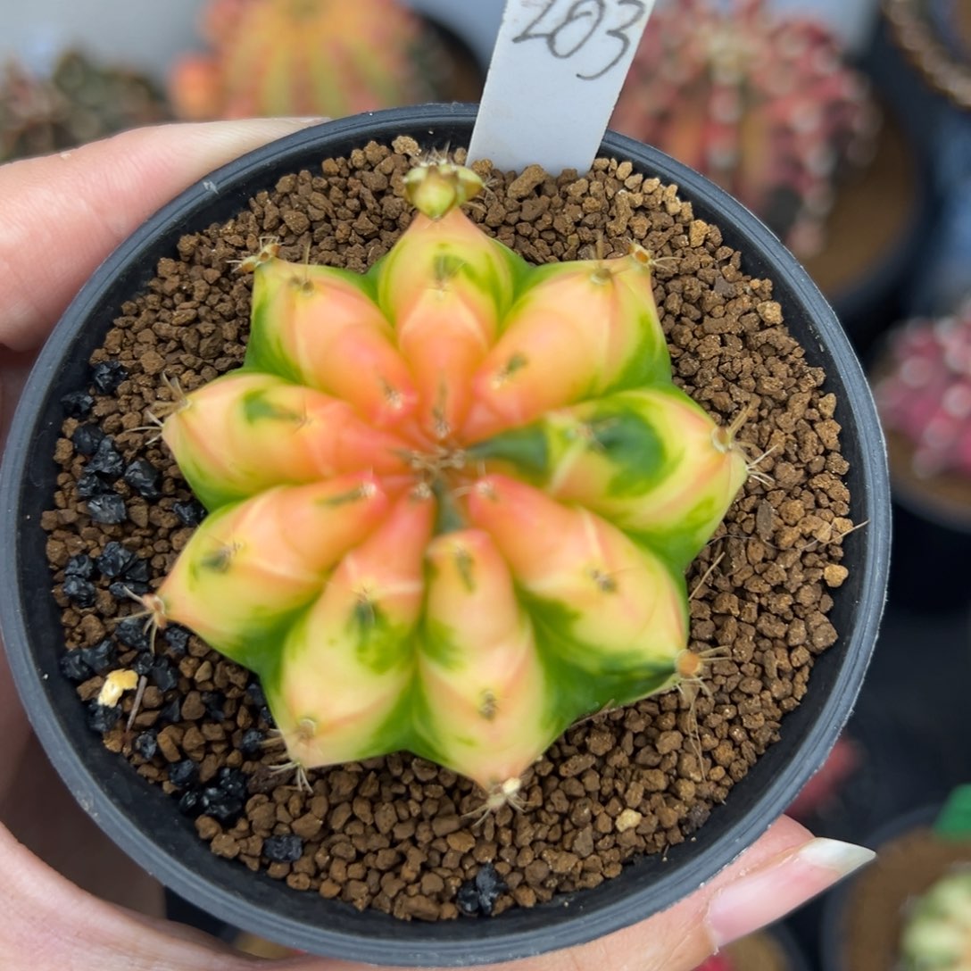 283泰系侧芽，带盆土发货