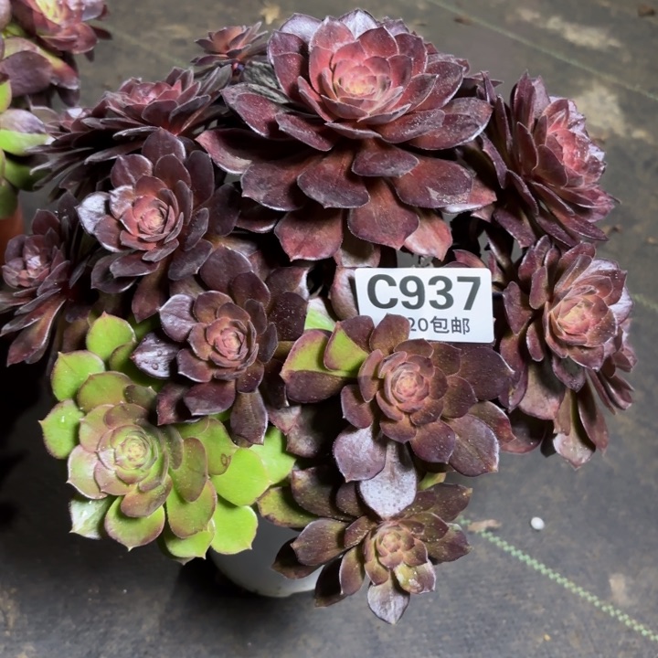 瑞妈一物一拍937