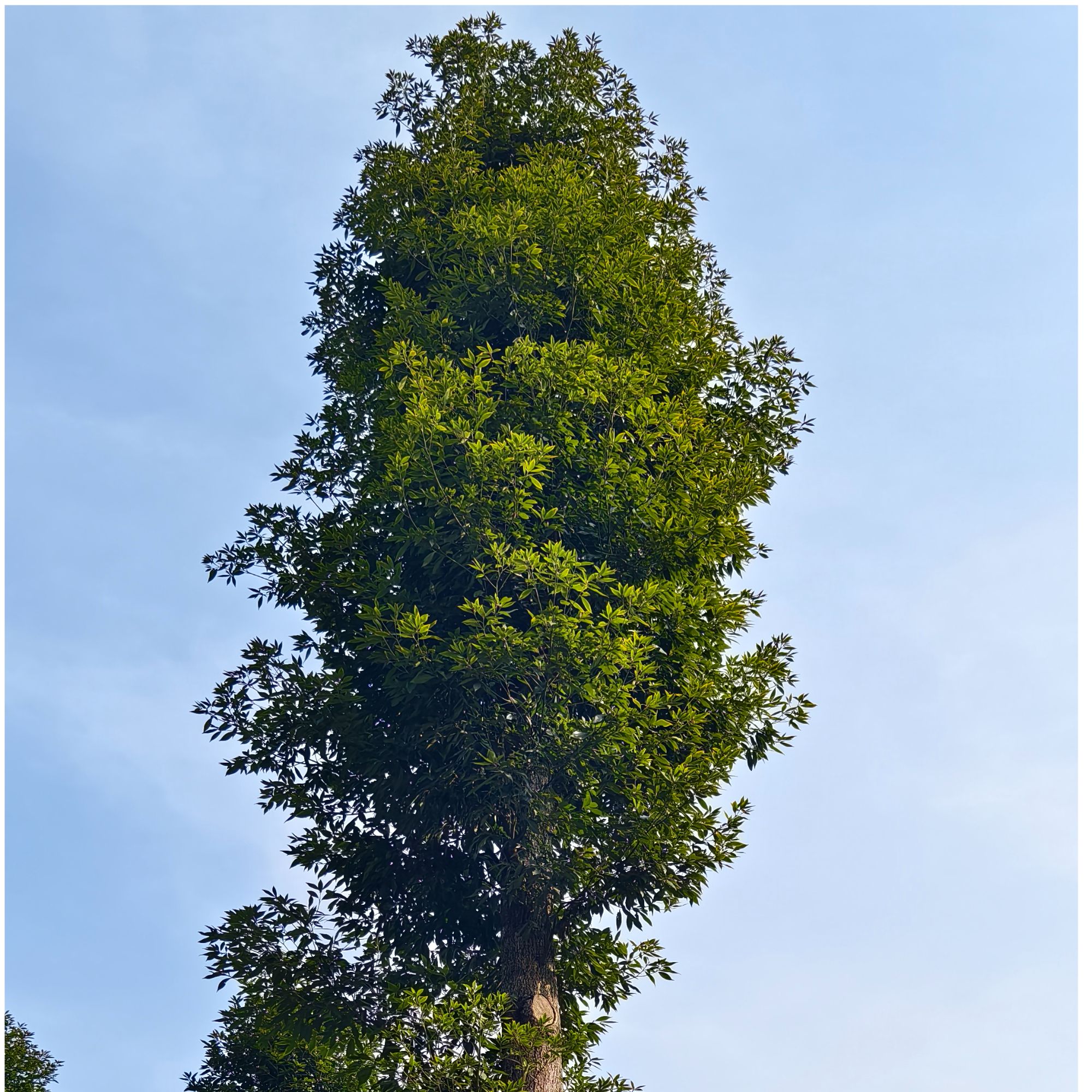 6公分金丝楠木小叶桢楠苗圃基地直发