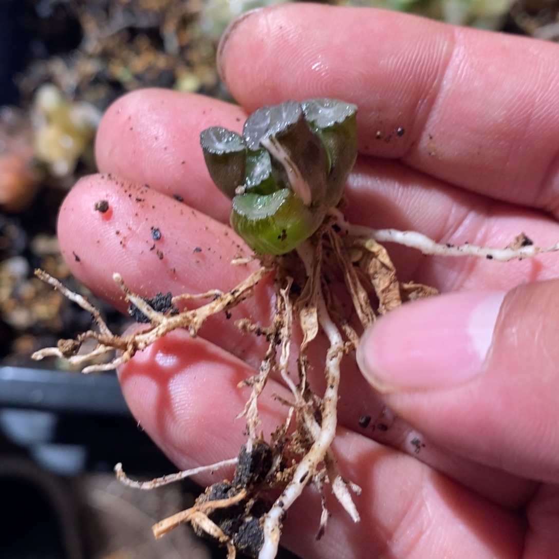 兮***俊2751 一颗福利。   