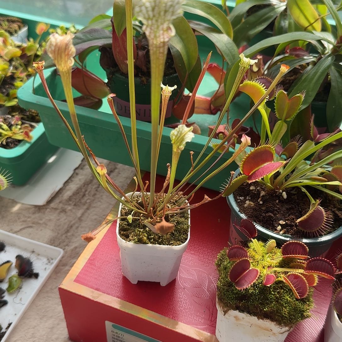 无花朵00001白屏1111