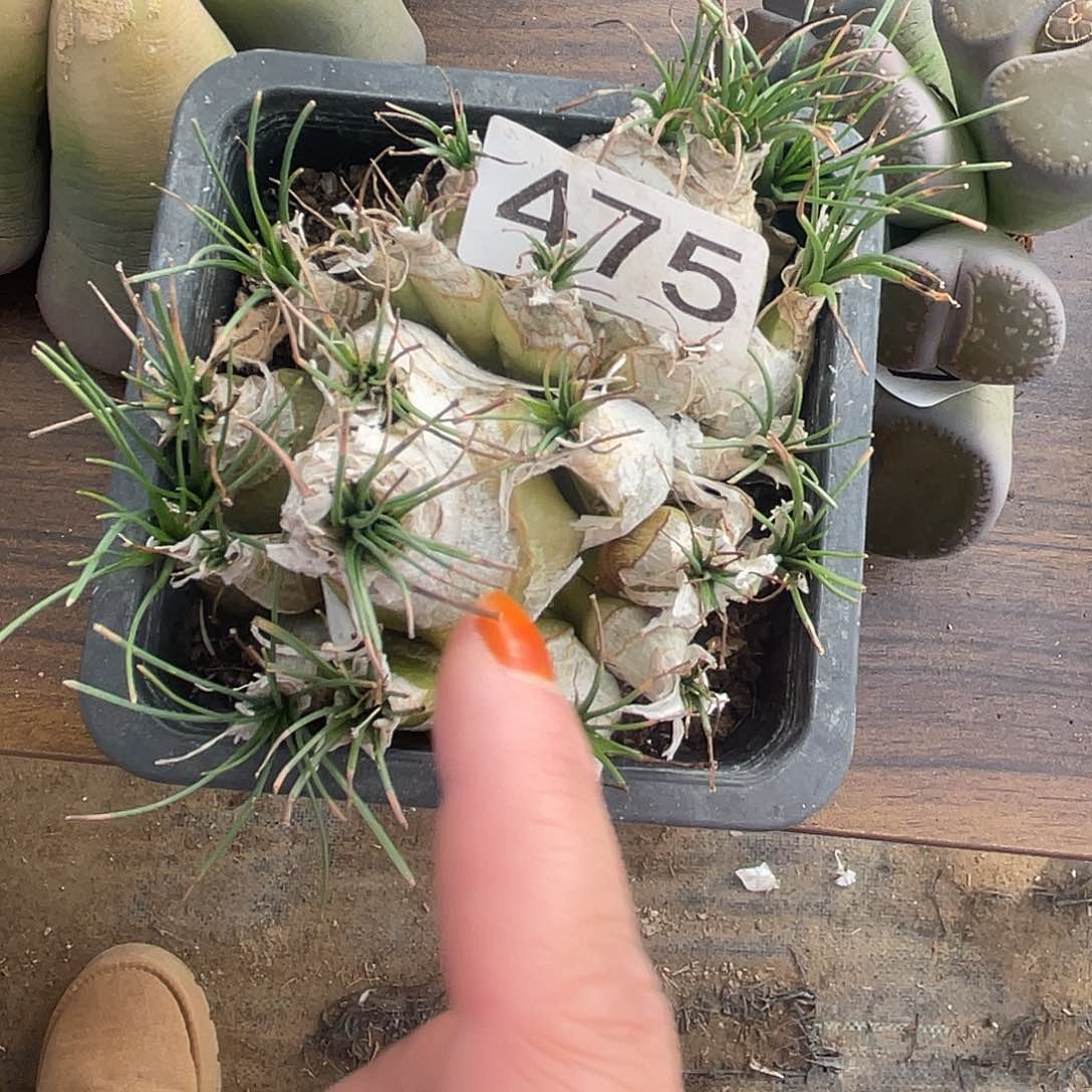 聚*盆香水兰1盆475000000