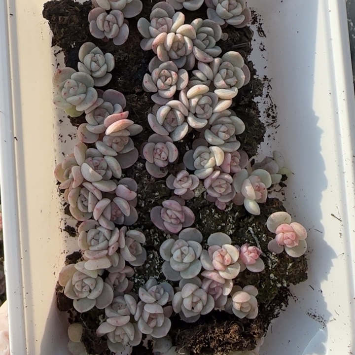 3 号王者系列多肉一盒