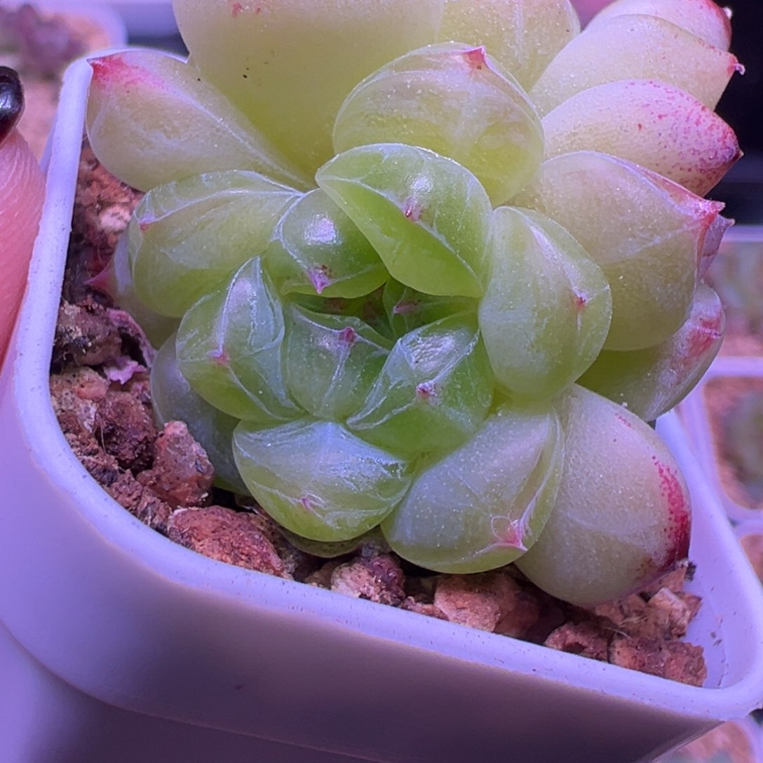 鳌拜专拍一物一拍