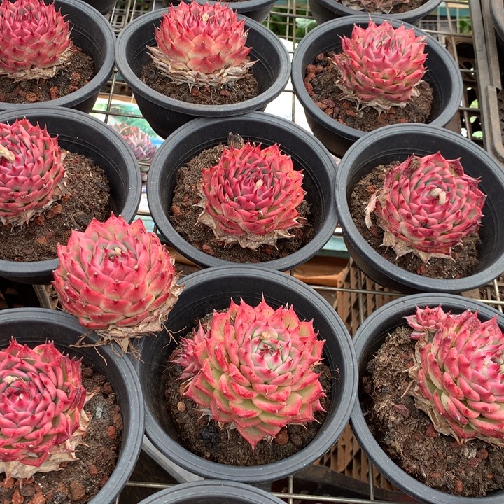 粉透体托斯卡内利多肉植物两单包邮