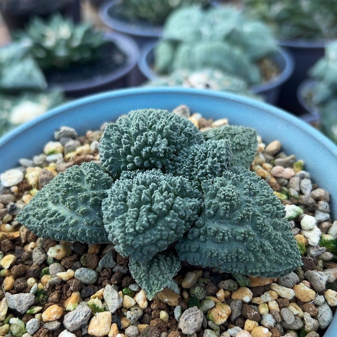 肥美哥斯拉实生根