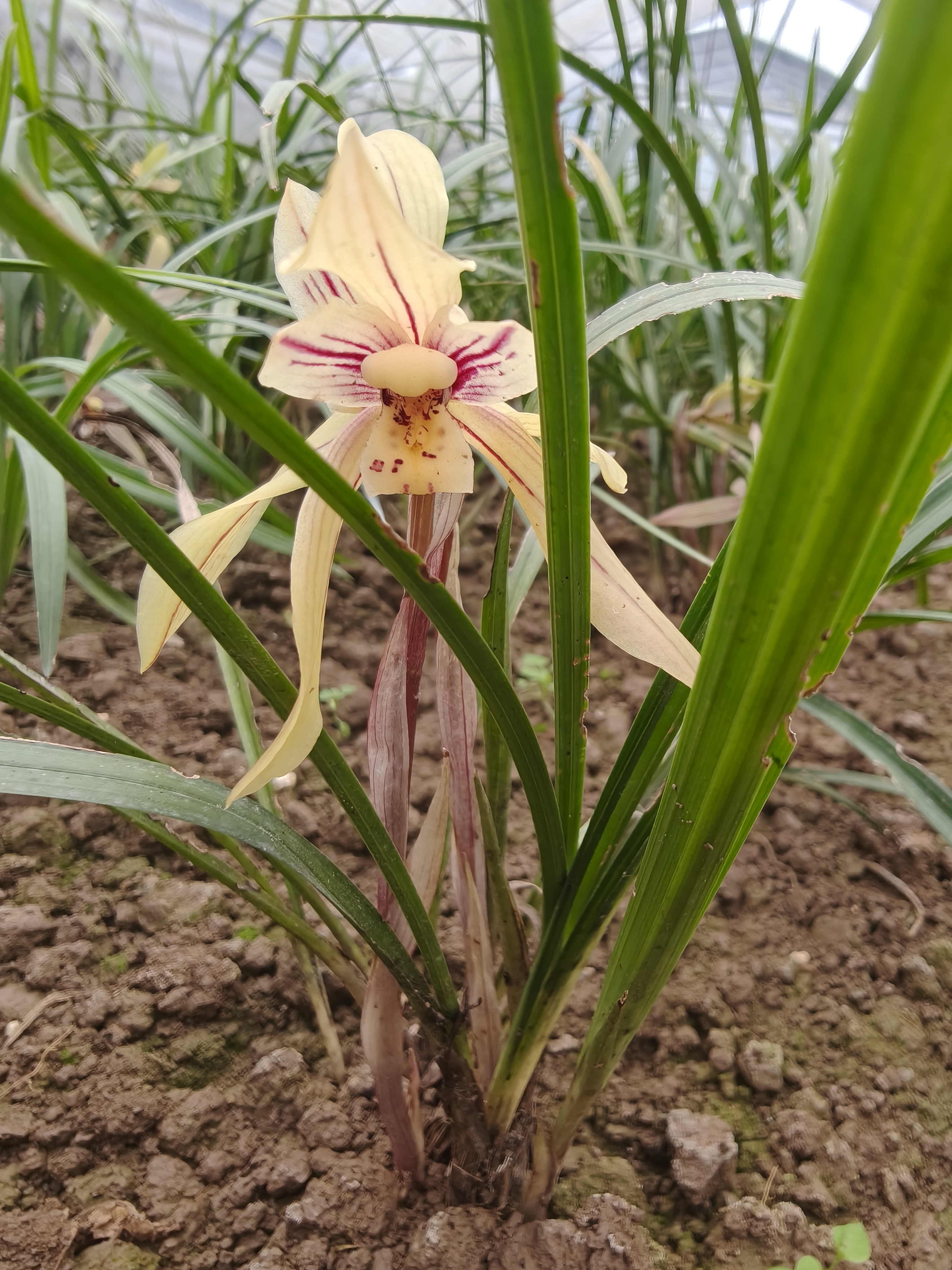 遵义春建春兰慧兰(直播间一物一拍）非直播时间下单随机发货