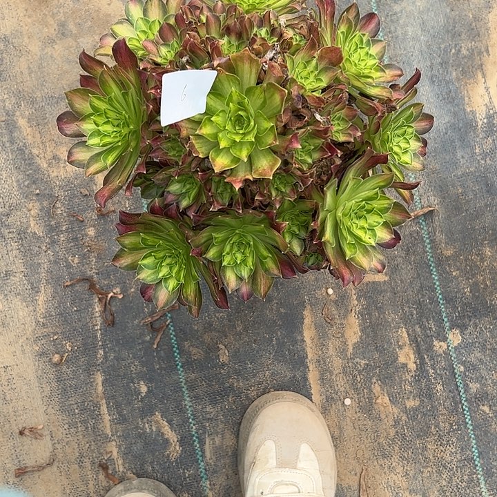 ·****多肉法师植物链接6