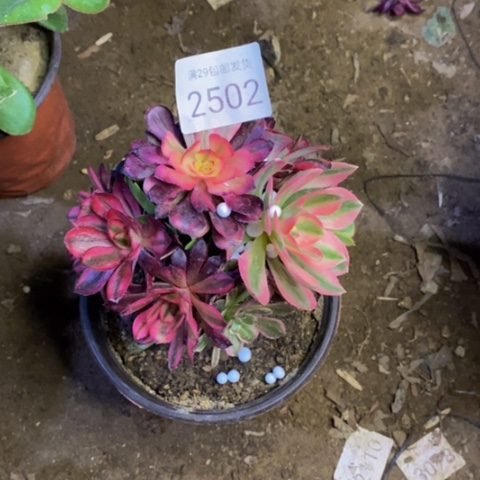 嫁接的彩树多肉2502