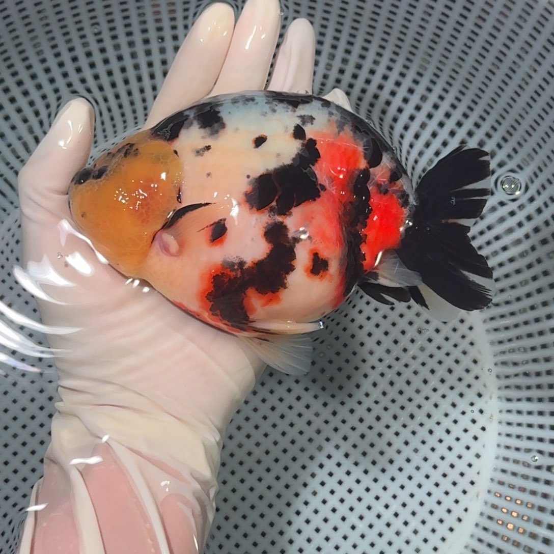 金鱼精品高货兰寿