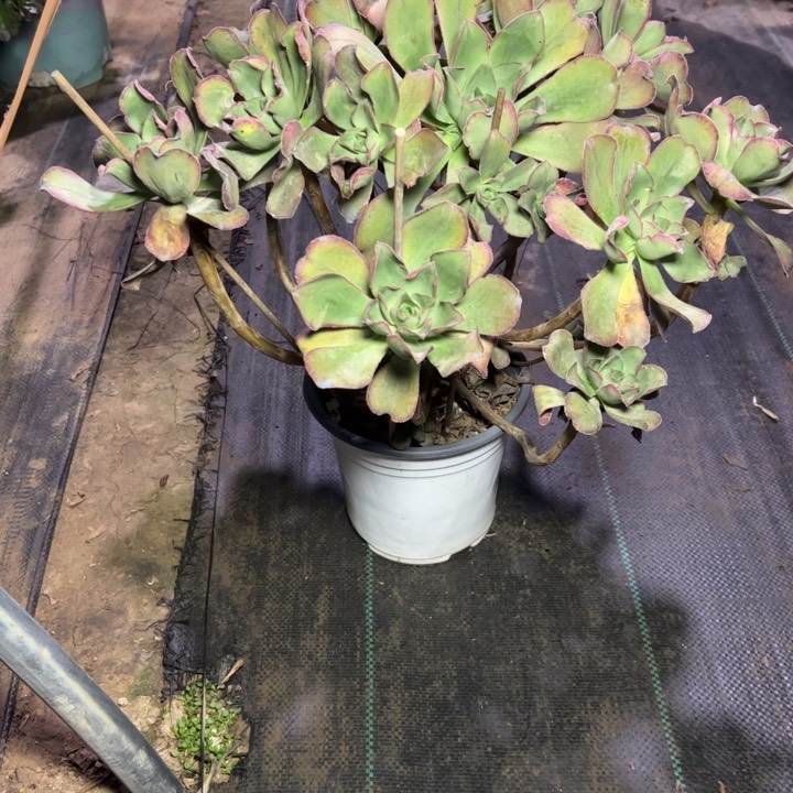 37红富士多肉多肉