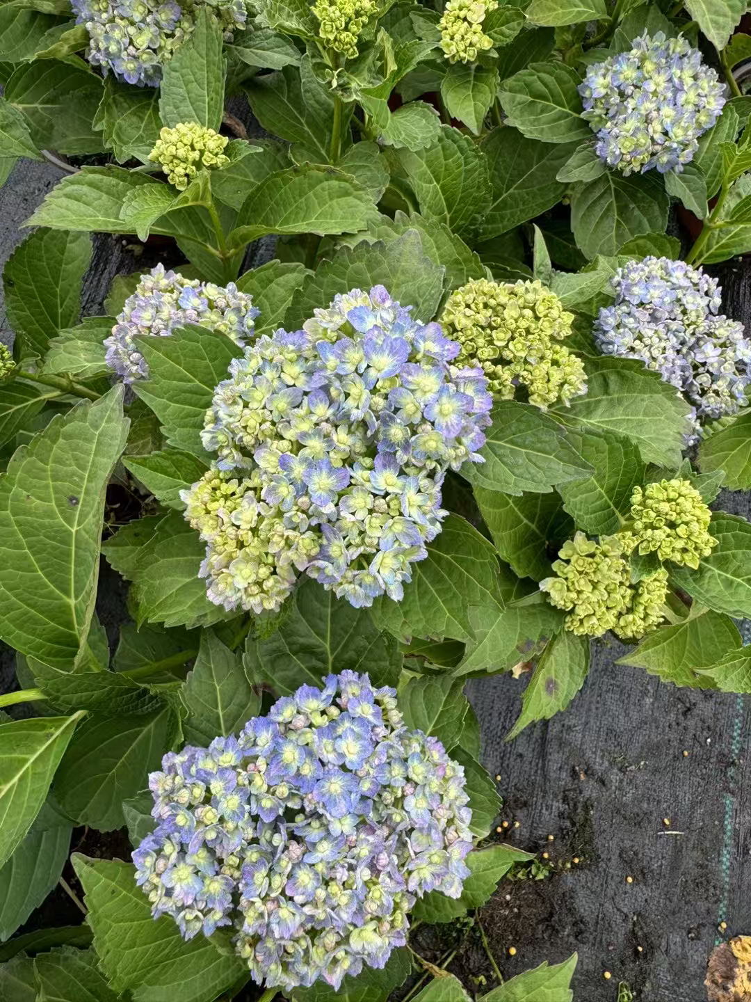 绣球 爆花带花苞发货 好养活 成都基地直发