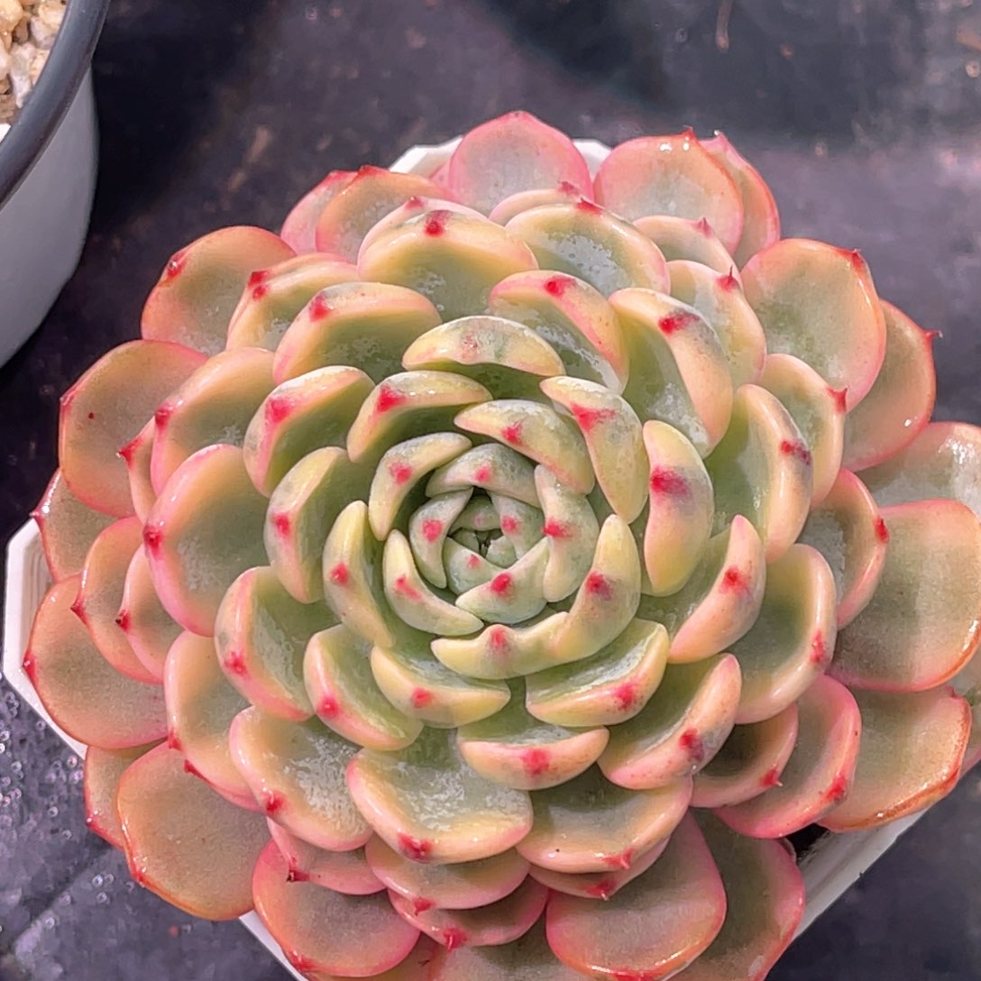 多肉特价姬莲锦6976