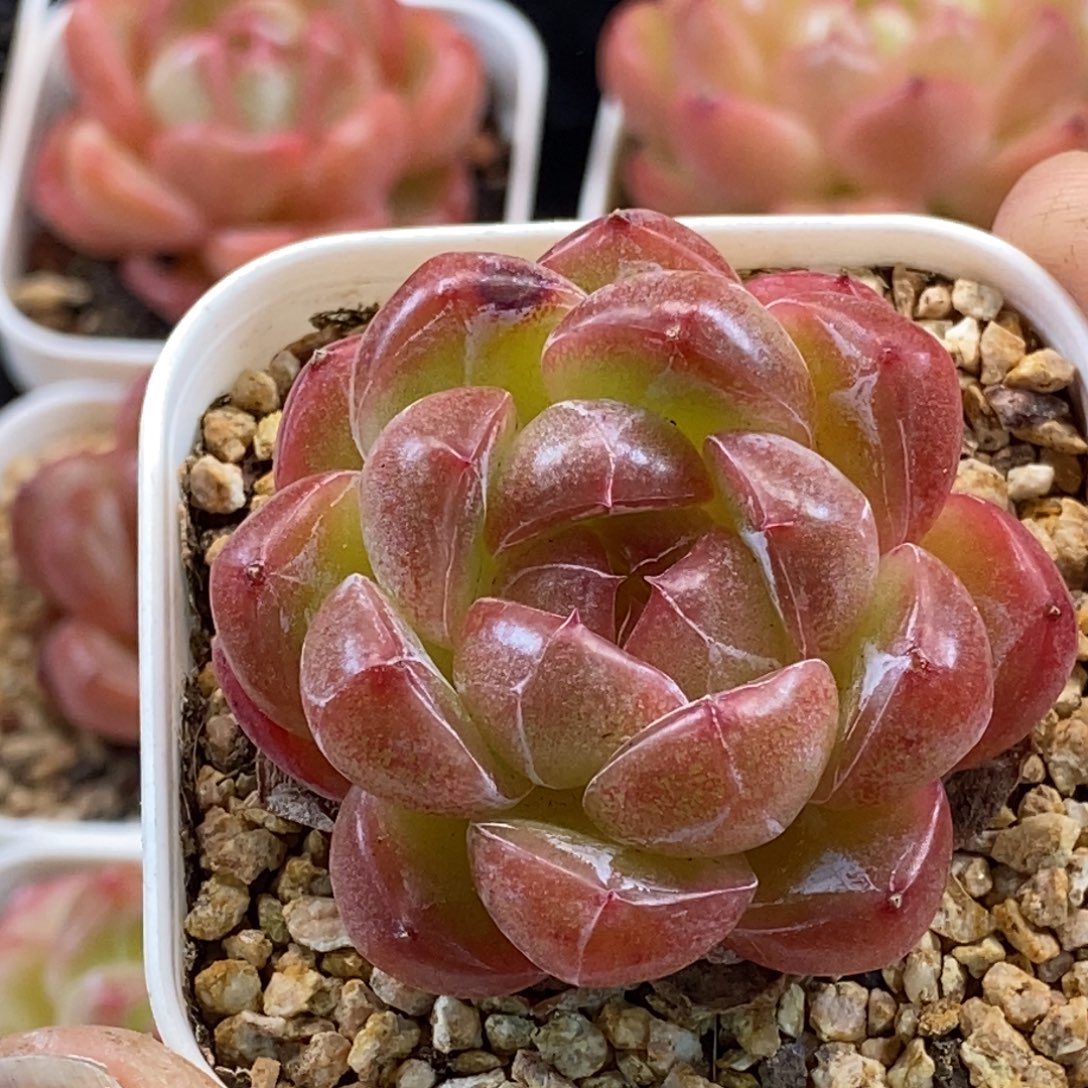 天官赐福把握机会