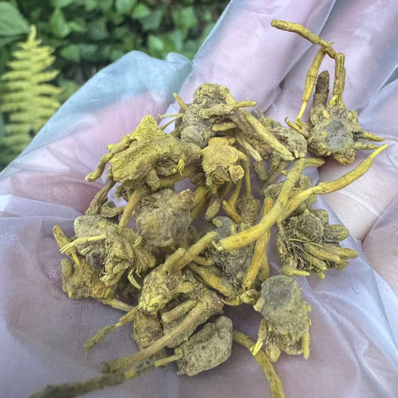 1【龙-须-石-斛】净含量250g-1000g【阿虎现收】