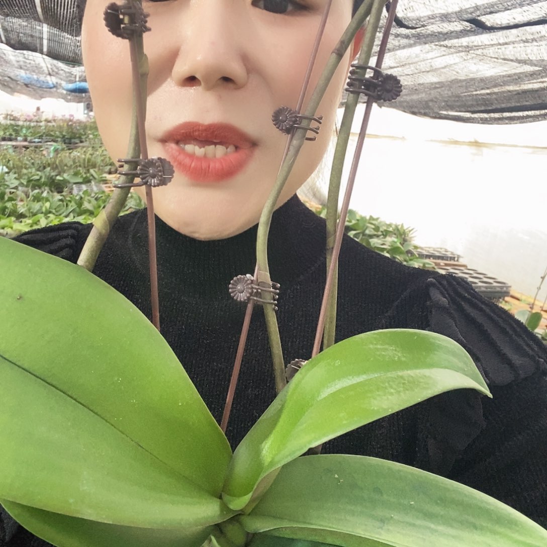 无花朵0689蝴蝶兰