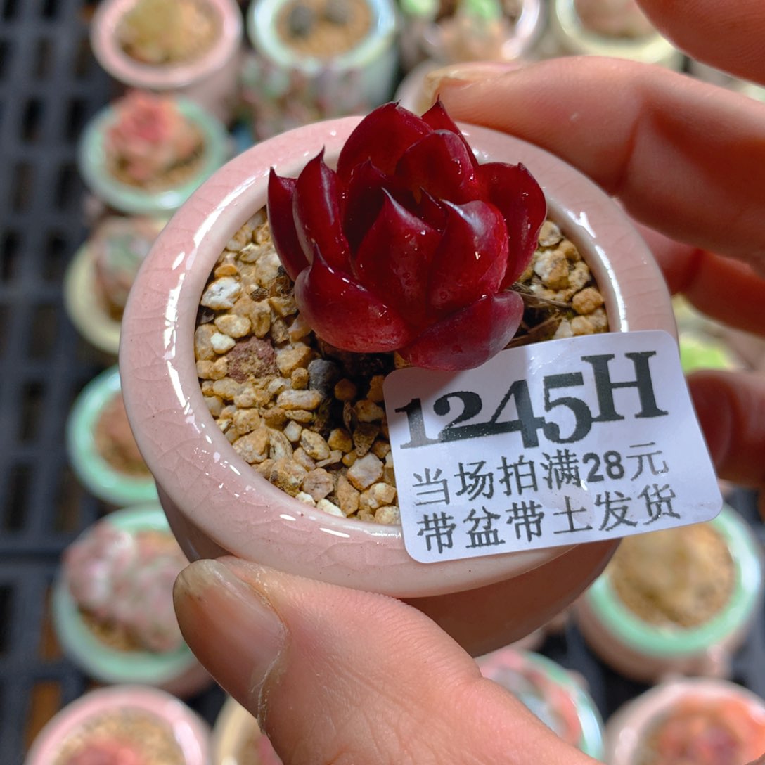 5厘米盆精控多肉1245