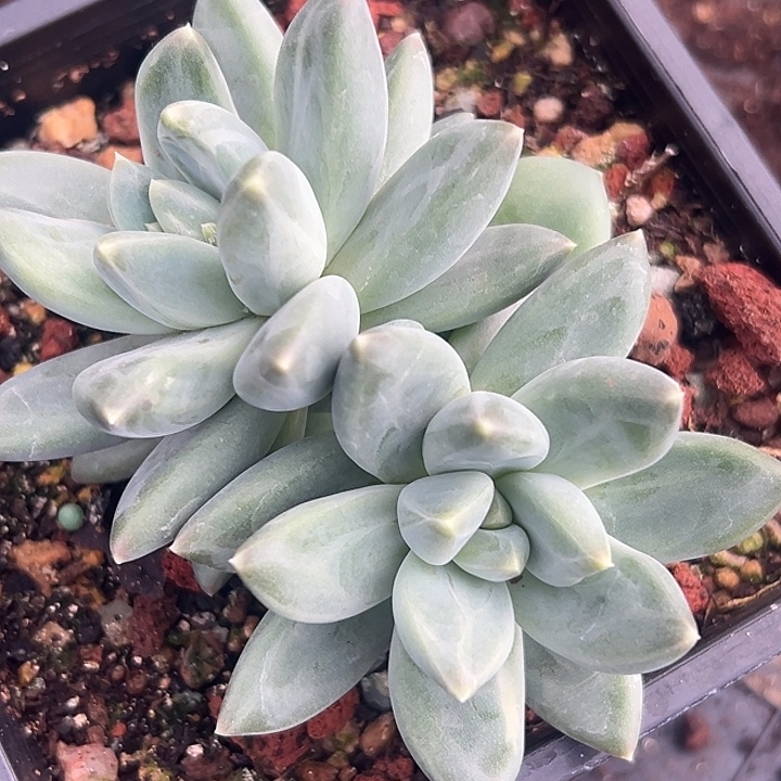 美人特价一物一拍