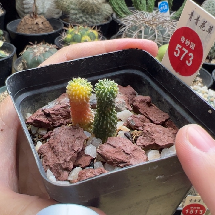 自根双头精巧殿刺缀锦
