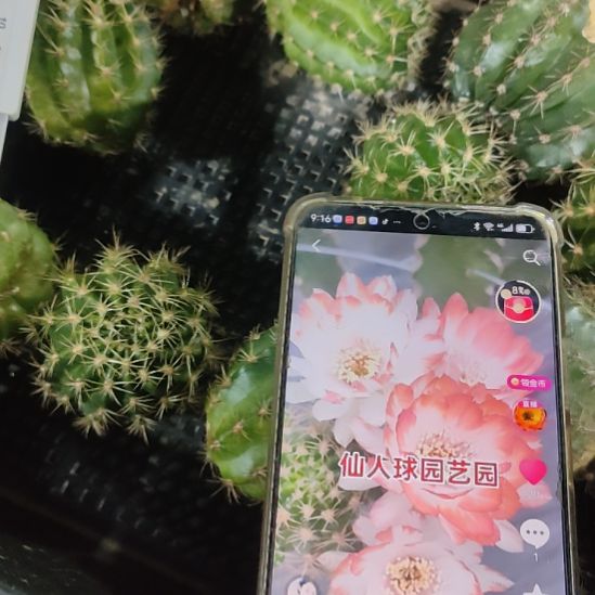 仙人球丽花百变精灵侧芽