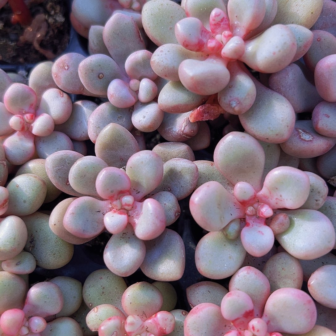 先锋派5颗19包邮多肉植物