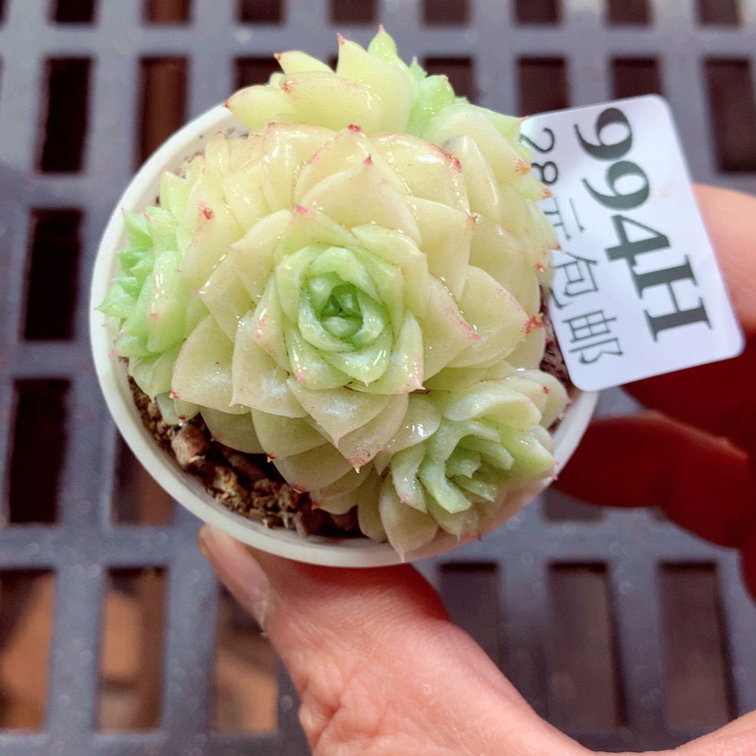 5厘米盆精控多肉994