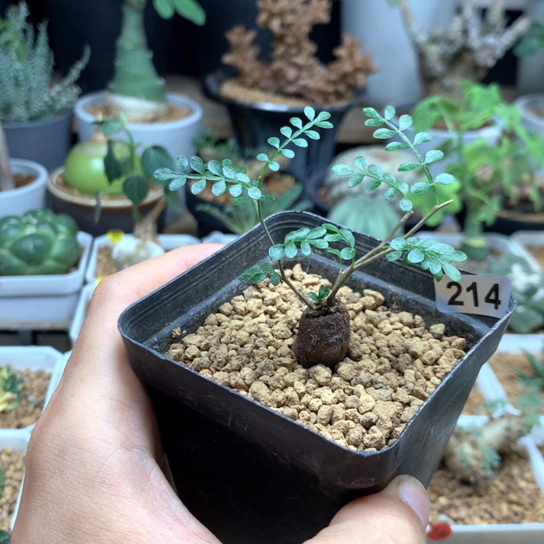 象足漆树根插带盆