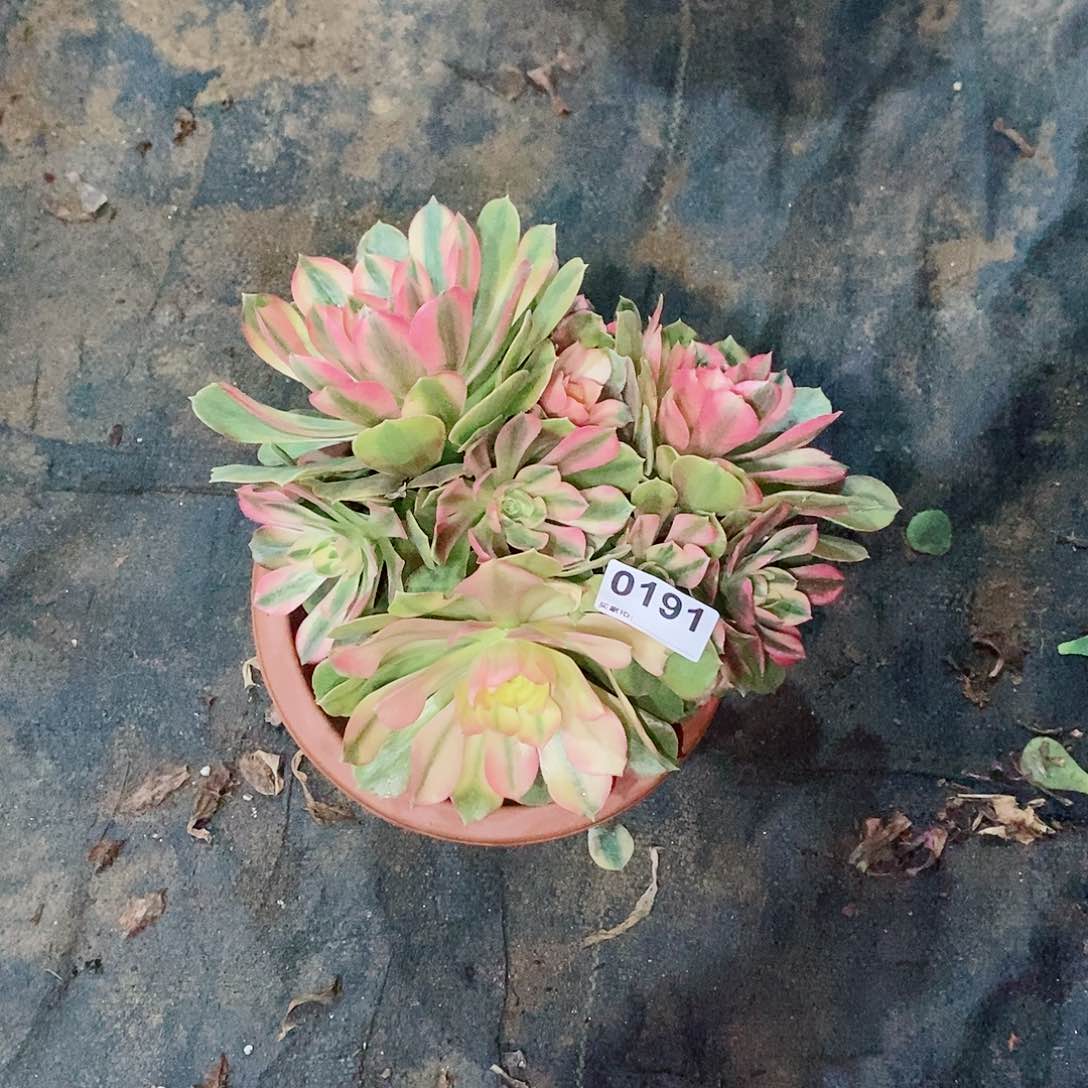 东****园红袖0191多肉1111