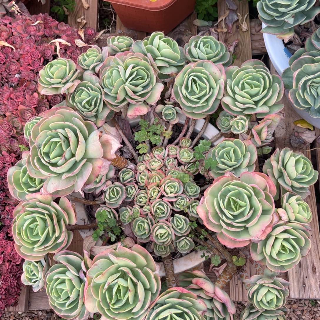 好姑娘多肉，碧桃，发物流