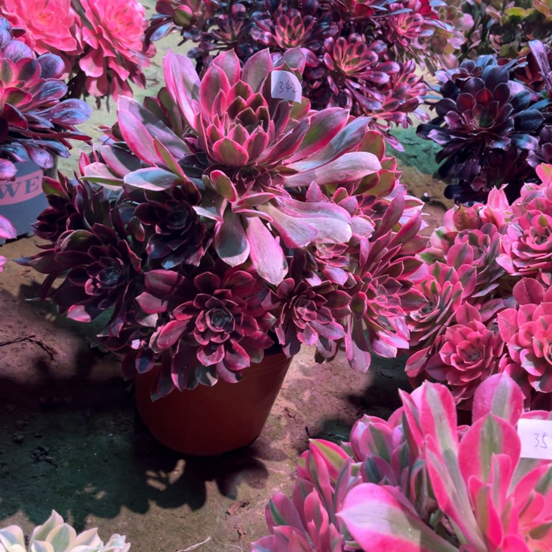 多肉植物浣纱342