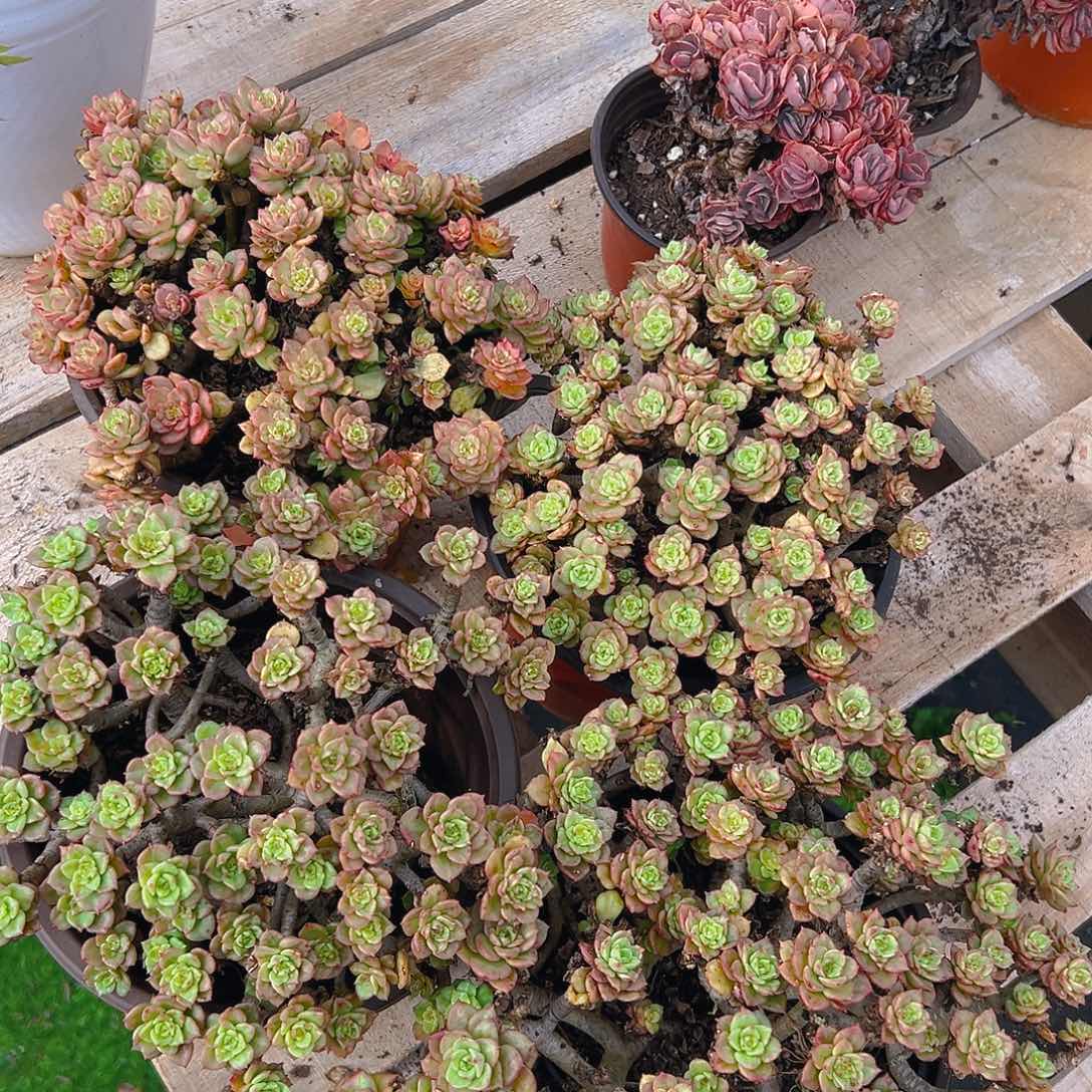 腊牡丹，满18包邮