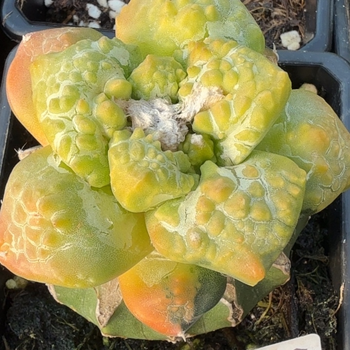 无花朵龟甲连山511
