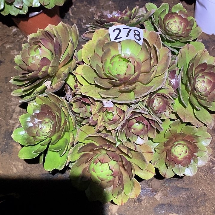 多肉植物法师278万拉丝