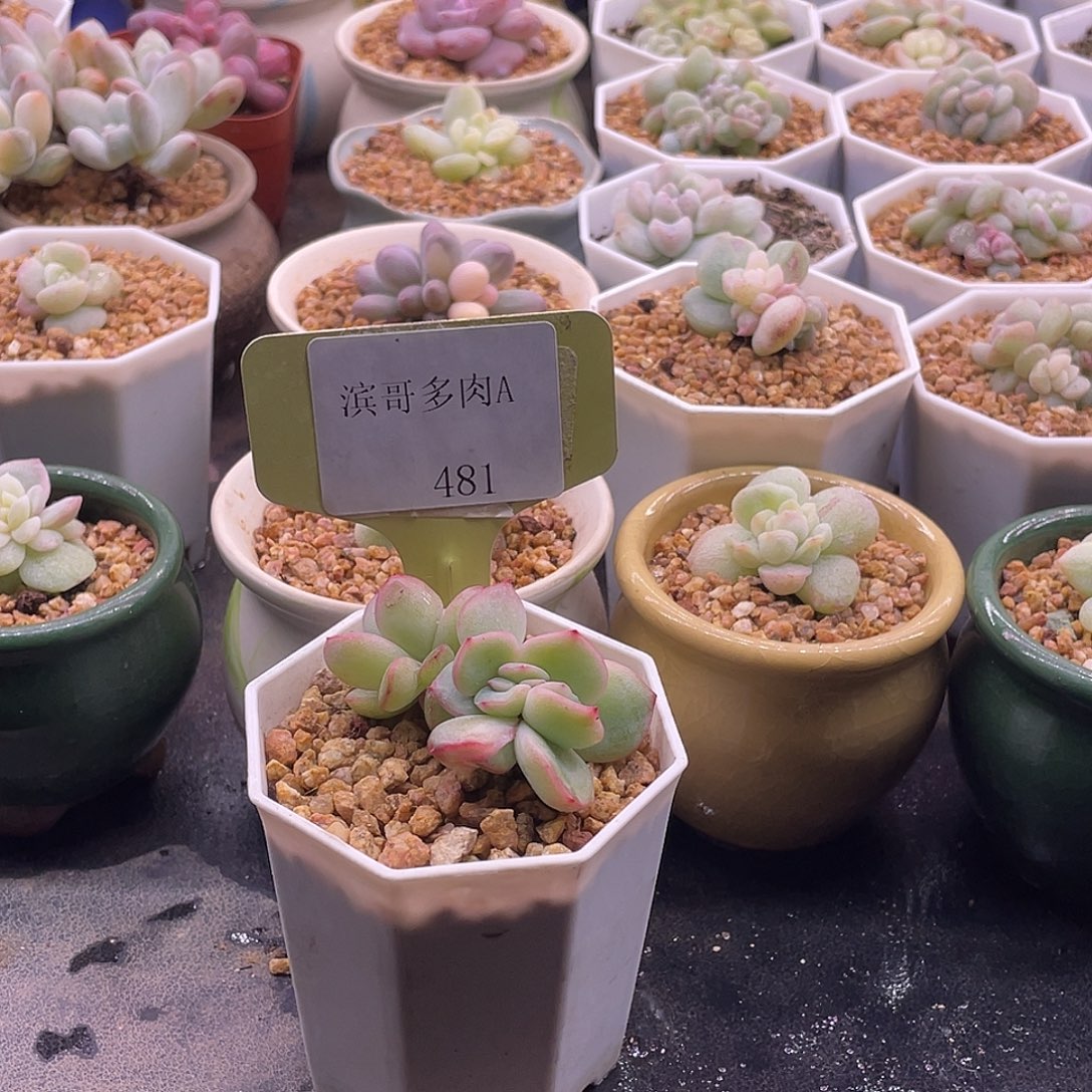 差****滨哥多肉A481奶油泡芙缀化